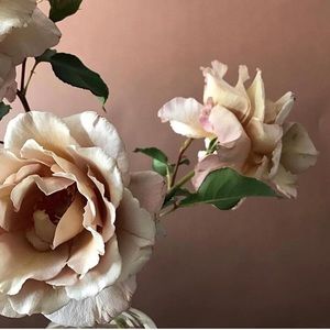 Meet your Posher, Jenn